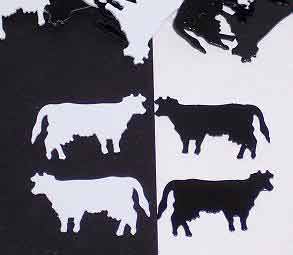 Black Cow Confetti and White Cow Confetti Black Cow Confetti, White Cow Confetti